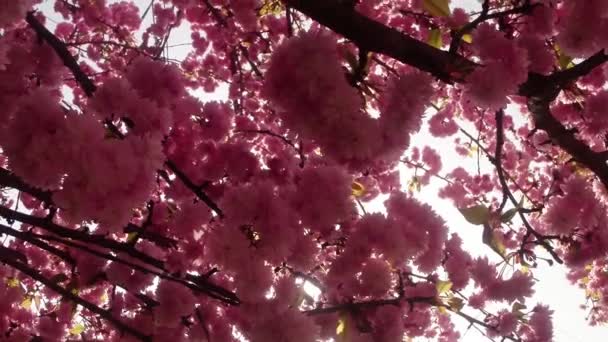 Sakura, lovely pink spring flower — Stock Video