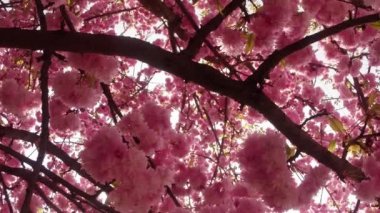 Sakura, güzel pembe bahar çiçek