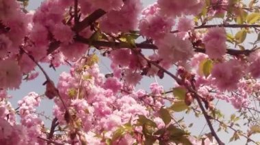 Sakura, güzel pembe bahar çiçek