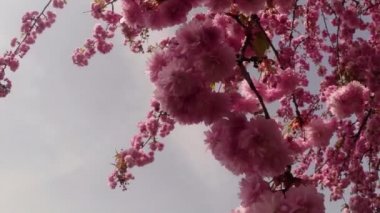 Sakura, güzel pembe bahar çiçek