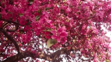 Sakura, güzel pembe bahar çiçek