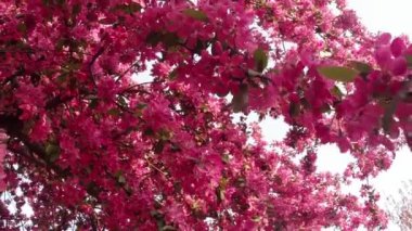 Sakura, güzel pembe bahar çiçek