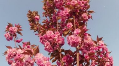Sakura, güzel pembe bahar çiçek