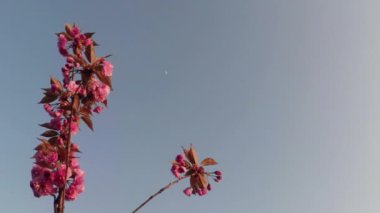 Sakura, güzel pembe bahar çiçek