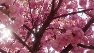 Sakura, güzel pembe bahar çiçek