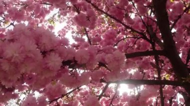 Sakura, güzel pembe bahar çiçek