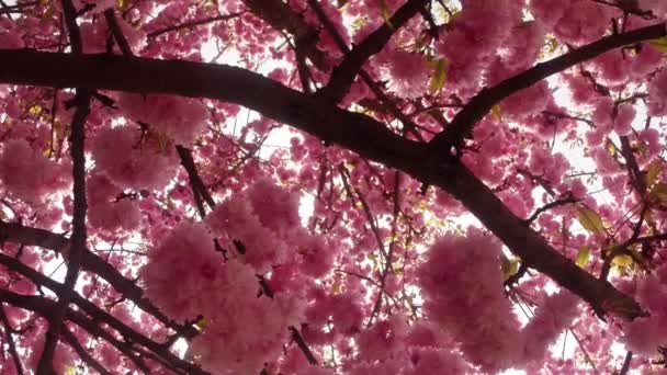 樱花，可爱的粉色春天的花朵 — 图库视频影像
