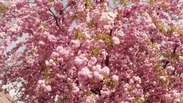 Sakura, hermosa flor rosada de primavera — Vídeos de Stock