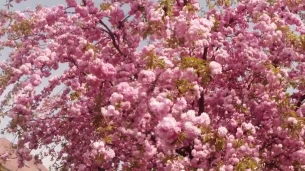 Сакура, прекрасный розовый весенний цветок — стоковое видео