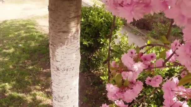 Sakura, hermosa flor rosada de primavera — Vídeo de stock