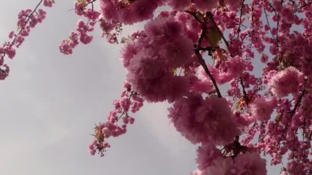 Sakura, hermosa flor rosada de primavera — Vídeos de Stock