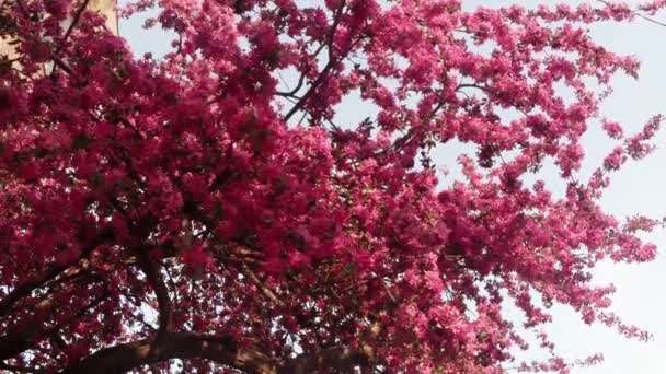 Sakura, härlig rosa vårblomma — Stockvideo