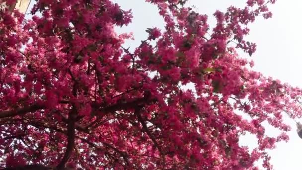 Sakura, lovely pink spring flower — Stock Video