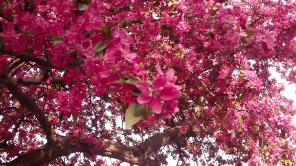 Sakura, hermosa flor rosada de primavera — Vídeos de Stock