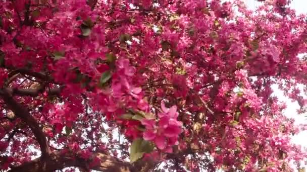 Сакура, lovely рожевий весна квітка — стокове відео