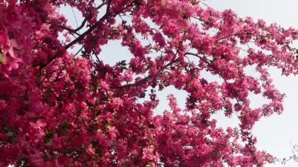 Sakura, hermosa flor rosada de primavera — Vídeos de Stock