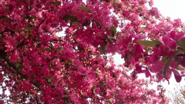Сакура, прекрасный розовый весенний цветок — стоковое видео