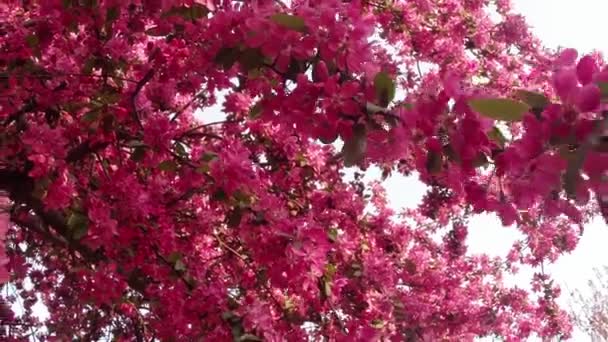 Sakura, hermosa flor rosada de primavera — Vídeos de Stock