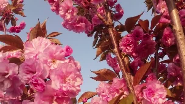 Sakura, hermosa flor rosada de primavera — Vídeos de Stock