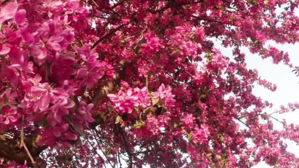 Sakura, kwiat piękny różowy wiosna — Wideo stockowe