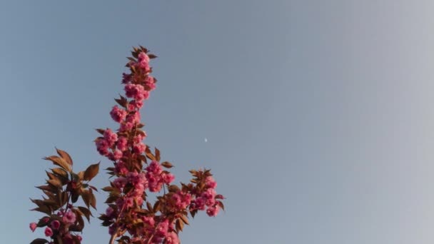 Sakura, mooie roze voorjaar bloem — Stockvideo