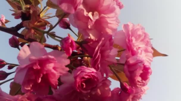 Sakura, hermosa flor rosada de primavera — Vídeos de Stock