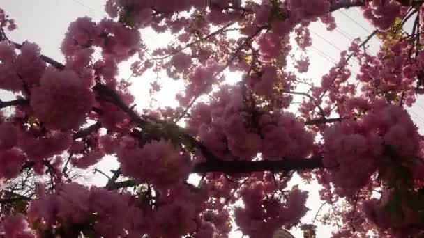 사쿠라, 사랑 스러운 핑크 봄 꽃 — 비디오