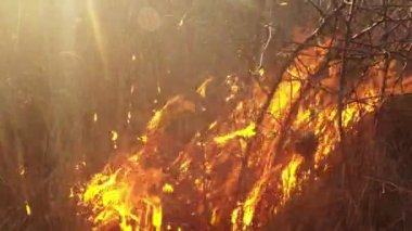 Güneş duman ve ateş, kuru ot ve çalılar erken ilkbaharda yazma aracılığıyla parlar veya geç düşmek