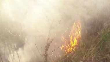 Güneş duman ve ateş, kuru ot ve çalılar erken ilkbaharda yazma aracılığıyla parlar veya geç düşmek