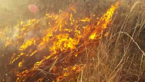 Sun shines through the smoke and fire, burning dry grass and bushes in early spring or late fall — Stock Video