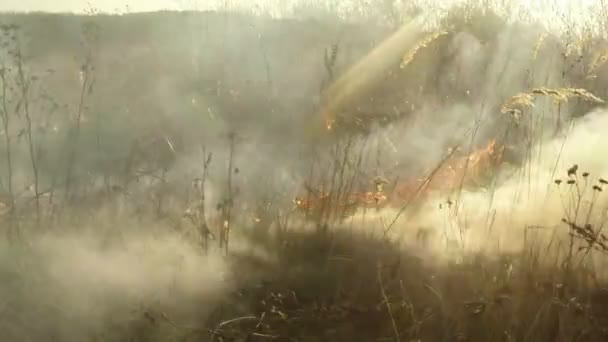 Zon schijnt door de rook en vuur, branden droog gras en struiken in het vroege voorjaar of laat vallen — Stockvideo