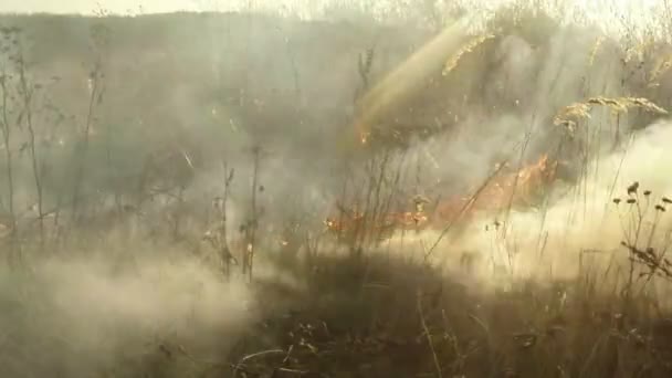 O sol brilha através da fumaça e fogo, queimando grama seca e arbustos no início da primavera ou no final do outono — Vídeo de Stock