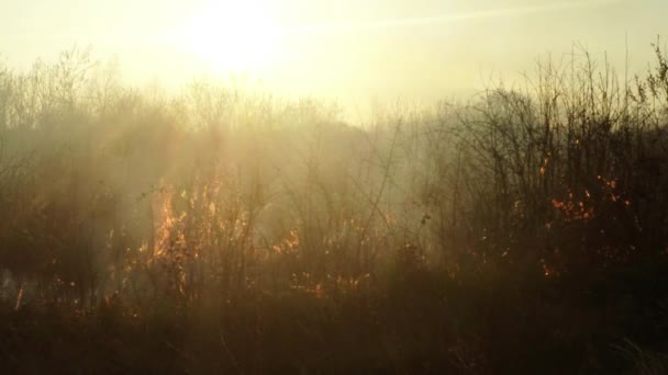 Sun shines through the smoke and fire, burning dry grass and bushes in early spring or late fall — Stock Video