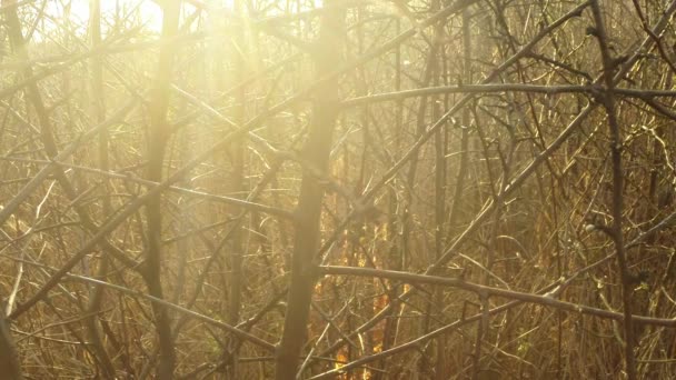 El sol brilla a través del humo y el fuego, quemando hierba seca y arbustos a principios de primavera o finales de otoño. — Vídeo de stock