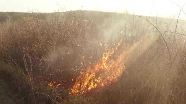 El sol brilla a través del humo y el fuego, quemando hierba seca y arbustos a principios de primavera o finales de otoño. — Vídeos de Stock