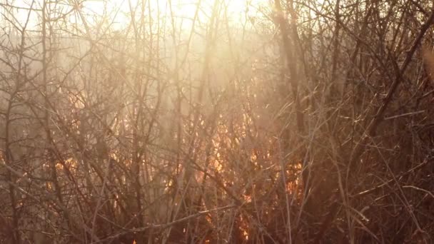 El sol brilla a través del humo y el fuego, quemando hierba seca y arbustos a principios de primavera o finales de otoño. — Vídeos de Stock