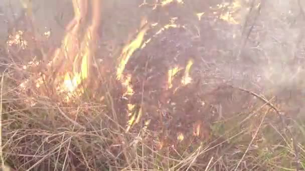 O sol brilha através da fumaça e fogo, queimando grama seca e arbustos no início da primavera ou no final do outono — Vídeo de Stock