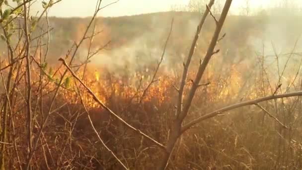 Солнце светит сквозь дым и огонь, горит сухая трава и кусты ранней весной или поздней осенью — стоковое видео