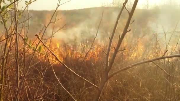 Solen skiner genom rök och eld, torrt gräs och buskar tidigt på våren eller sent falla — Stockvideo