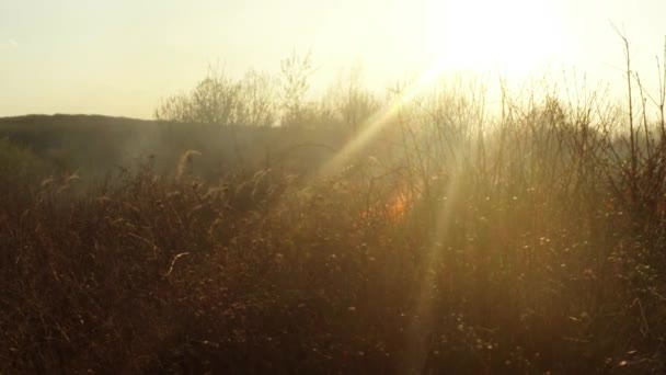 Солнце светит сквозь дым и огонь, горит сухая трава и кусты ранней весной или поздней осенью — стоковое видео