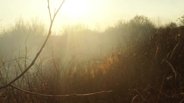 El sol brilla a través del humo y el fuego, quemando hierba seca y arbustos a principios de primavera o finales de otoño. — Vídeos de Stock