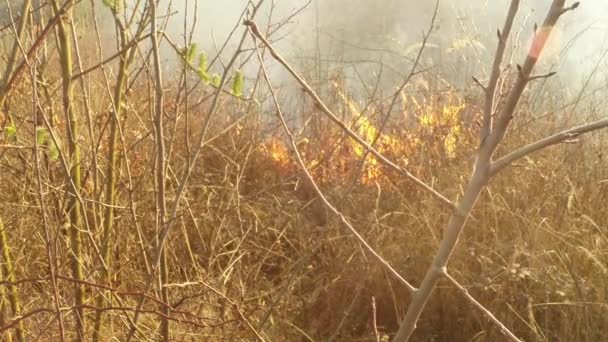 Le soleil brille à travers la fumée et le feu, brûlant l'herbe sèche et les buissons au début du printemps ou à la fin de l'automne 