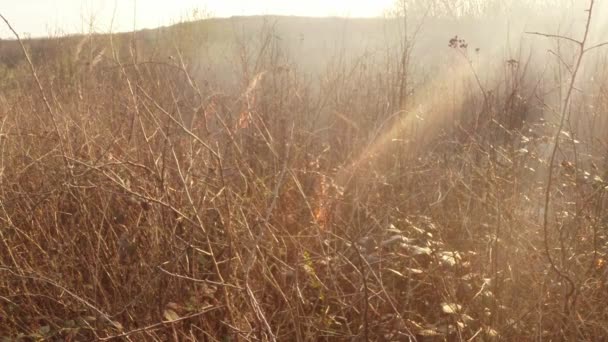 Il sole splende attraverso il fumo e il fuoco, bruciando erba secca e cespugli all'inizio della primavera o alla fine dell'autunno — Video Stock