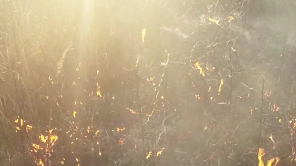 El sol brilla a través del humo y el fuego, quemando hierba seca y arbustos a principios de primavera o finales de otoño. — Vídeo de stock