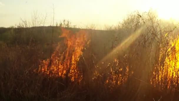 O sol brilha através da fumaça e fogo, queimando grama seca e arbustos no início da primavera ou no final do outono — Vídeo de Stock