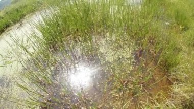 Yusufçuk - çiftleşme sezonu, oviposition, dağ yaz yeşil su birikintisi arka plan orman