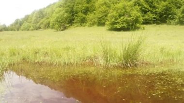 Yusufçuk - çiftleşme sezonu, oviposition, dağ yaz yeşil su birikintisi arka plan orman