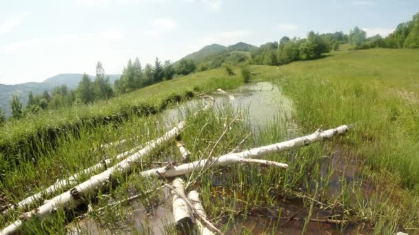 Libélula - época de acasalamento, oviposição, montanha verão lagoa verde, fundo da floresta — Vídeo de Stock