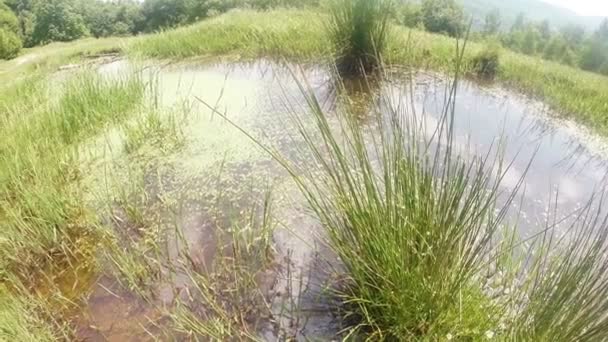 Libélula - época de acasalamento, oviposição, montanha verão lagoa verde, fundo da floresta — Vídeo de Stock