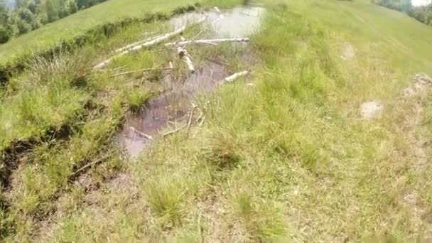 Dragonfly - mating season, oviposition, mountain summer green pond, background of the forest — Stock Video